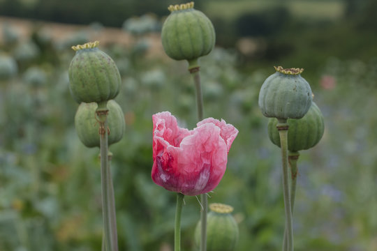 monblumen