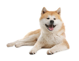 Cute Akita Inu dog isolated on white