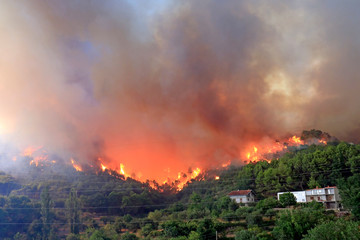 Wildfire