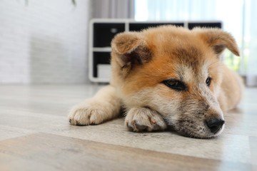 Adorable Akita Inu puppy on floor at home. Space for text