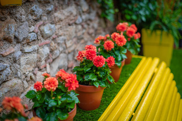 Fototapeta na wymiar Flowers on a yellow bench