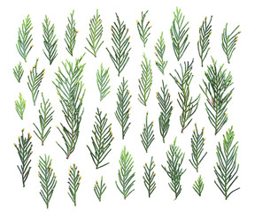 Fototapeta premium Set of green juniper twigs isolated on white background