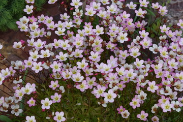 saxifrage flower in my garden