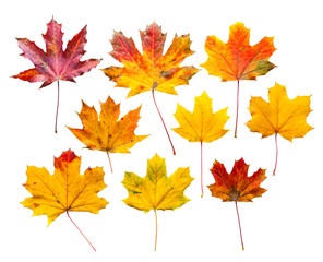 Naklejka na ściany i meble Colorful autumn leaves set isolated on white background
