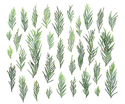 Set of green juniper twigs isolated on white background