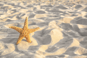 Fototapeta na wymiar Sandy beach with beautiful starfish near sea on sunny summer day. Space for text