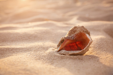 Fototapeta na wymiar Sunlit sandy beach with beautiful seashell on summer day. Space for text