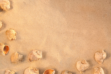 Fototapeta na wymiar Flat lay composition with seashells on sandy beach. Space for text