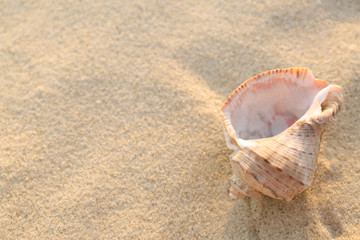 Fototapeta na wymiar Sunlit sandy beach with beautiful seashell on summer day. Space for text