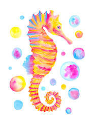 Watercolor pink orange seahorse isolated on white background. Hand painted illustration.  © Iryna