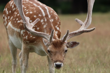 Naklejka na ściany i meble Crouched Deer. Richmond Park.