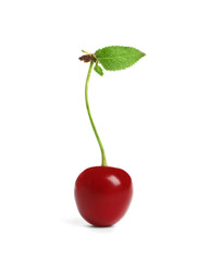 Delicious ripe sweet cherry on white background
