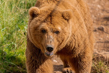 Naklejka na ściany i meble brown bears enjoying their enclosure while they walk and rest