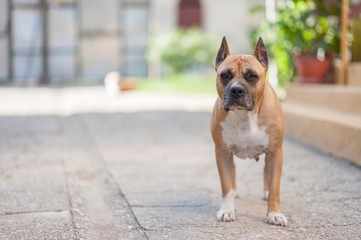 amstaff dog portrait