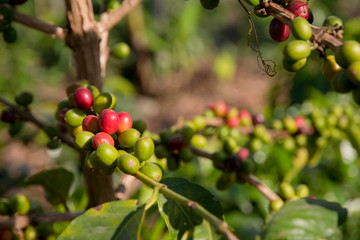 cafetales colombianos