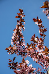 spring tree full of small delicate pink flowers on a beautiful warm sunny day