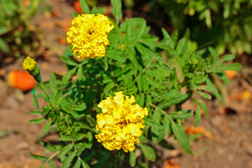 Yellow marigolds aka tagetes erecta flower on the flowerbed