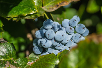 Ripe fruits of Mahonia (Mahonia aquifolium)