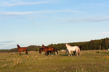 Herd of horses in summer pasture. Three horses standing in a row.