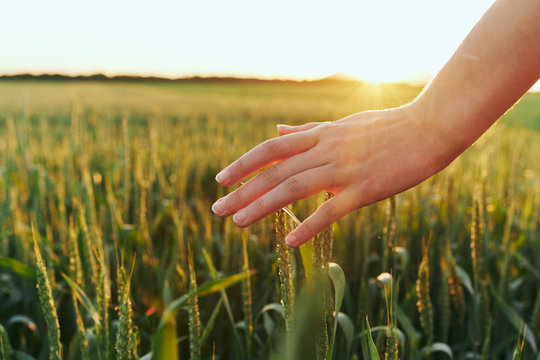 hand in field of wheat - Powered by Adobe