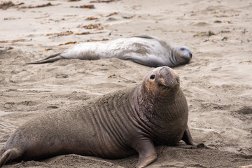 Fototapeta premium Elephant seal at Piedras Blancas Rookery in San Simeon, California looks up in front of a elephant seal that is lying down in the background.