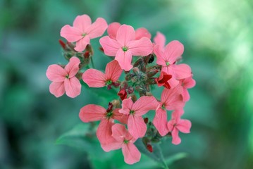 decorative small flowers four-leaf close-up 