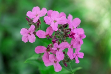 Obraz premium decorative small flowers four-leaf close-up 