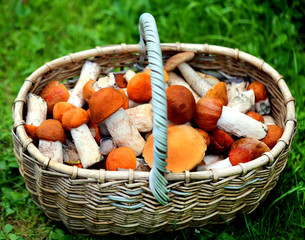 Delicious mushrooms with red caps photographed on a background of green grass