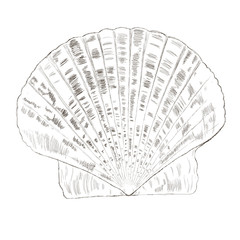 Seashell scallop isolated on white. Hand drawn sketch. Vector illustration.