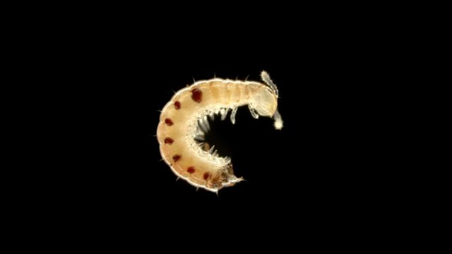 Diplopoda Millipede under a microscope, family Blaniulidae, squad Julida, has spots with poisonous glands on its sides in order to protect, coil in danger, some species are pests of crops, it does not