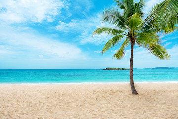 Tropical sand beach with palm tree