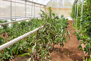Green house vegetables