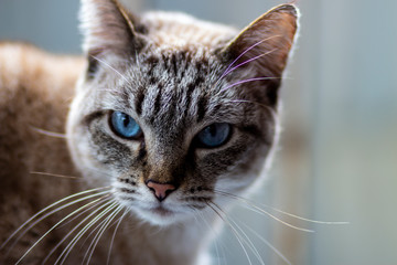 olhar do gato