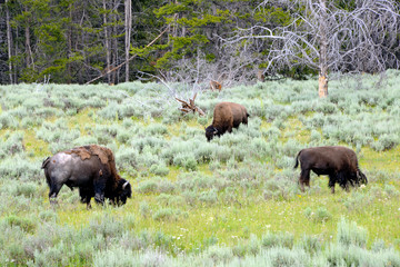 herd of wild bisons on meadow in Yellowstone National Park