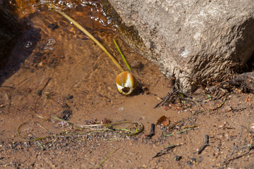 Water lily flower cast ashore lake