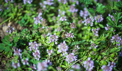 Medical plant. Thymus serpyllum , common name Breckland wild thyme .