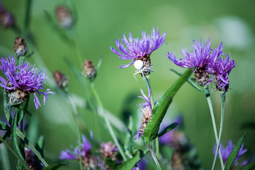 White Goldenrod crab spider on the flower.