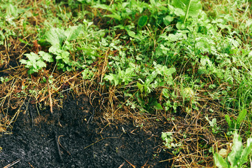young plants in the garden