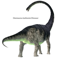 Omeisaurus Dinosaur Tail with Font - Omeisaurus was a herbivorous sauropod dinosaur that lived in China during the Jurassic Period. © Catmando