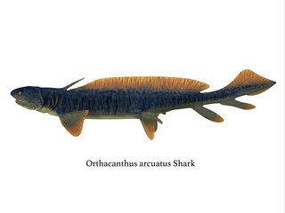 Orthacanthus Shark Side Profile with Font - Orthacanthus was a carnivorous freshwater shark that lived in swamps of the Devonian and Carboniferous Periods.
