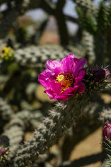 Beautiful cactus in Northern Cyprus
