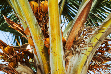 closeup of palm tree