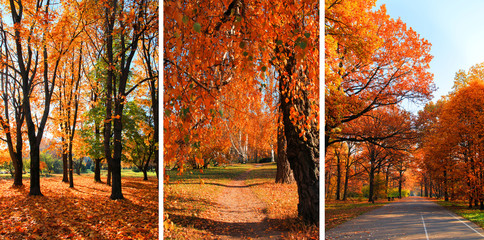 collage scene of Golden autumn in the Park