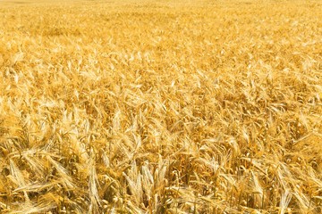 Golden Barley / Wheat Field
