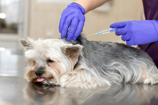 From Symptoms to Treatment: A Comprehensive Guide to Lyme Disease in Dogs Lyme disease can be devastating for your dog. Learn the causes, symptoms, and treatment options from our guide and keep your pet healthy!