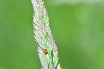Ladybird on plant in green nature  with many copy space