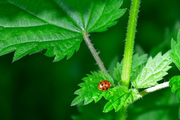 Ladybird on green leaf in nature
