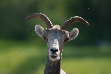 Download Dumm gucken For Android Dumm Gucken