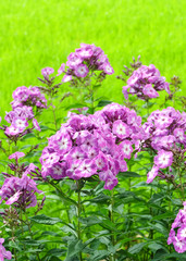Obraz premium Violet-white phloxes on the background of bright green grass in the summer park