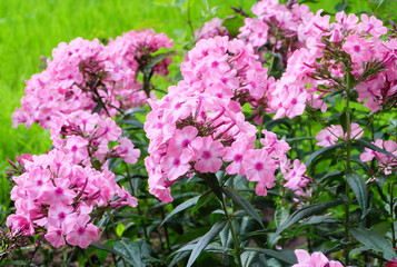 A bush of pink phloxes on a flowerbed in the summer in the park.